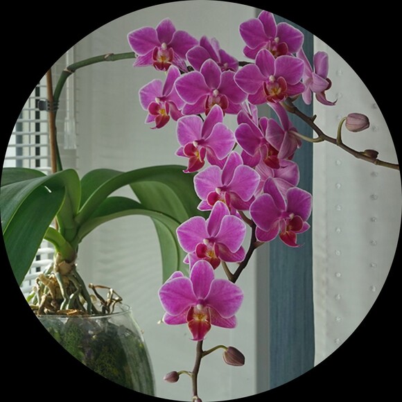 rdilialily